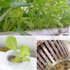 H1e971b1b94074d36b71e44106485f378u.jpg_720x720q50.jpg Hydroponic Plastic Fixing Basket