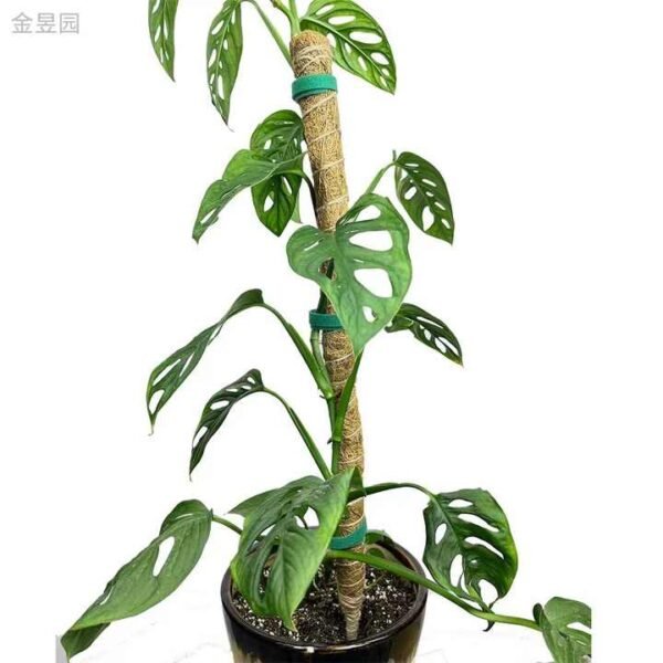 Adjustable Coconut Coir Plant Stake