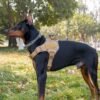 566225139 Tactical dog vest: for large dogs (German Shepherd, Golden Retriever) – training, military-style accessories.
